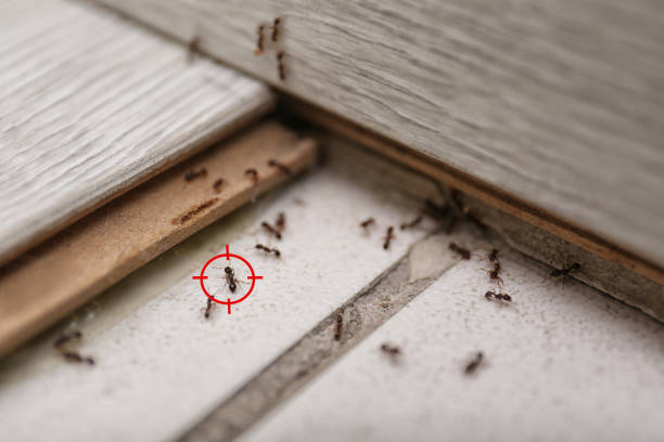 Wasp Removal Services in Comfort, TX