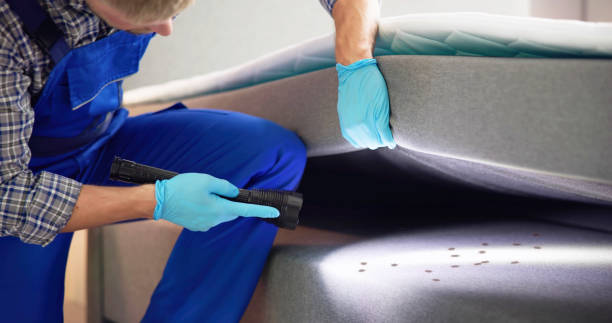 Best Flea Control Services  in Comfort, TX