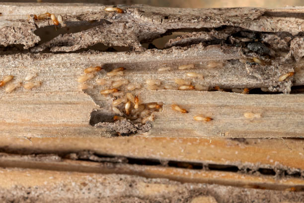 Best Affordable Pest Control Services  in Comfort, TX