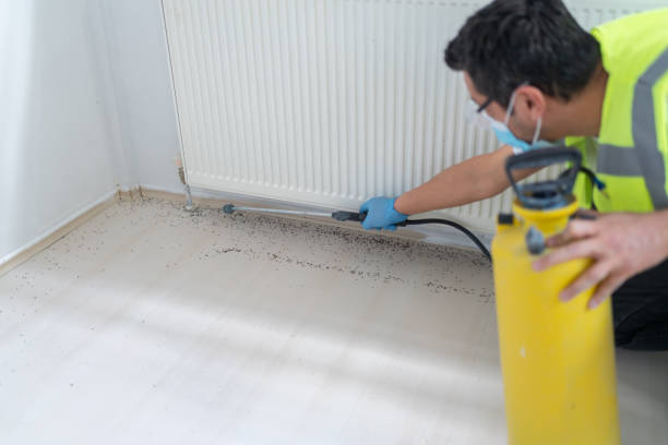 Flea Control Services in Comfort, TX