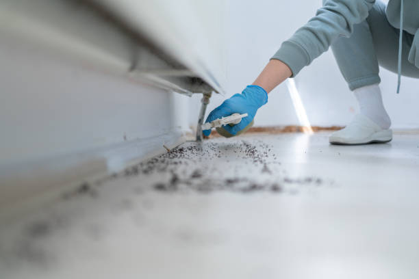 Best Insect Control  in Comfort, TX